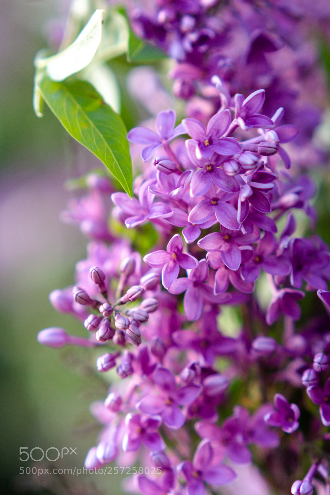 Canon EOS 650D (EOS Rebel T4i / EOS Kiss X6i) sample photo. Macro lilacs photography