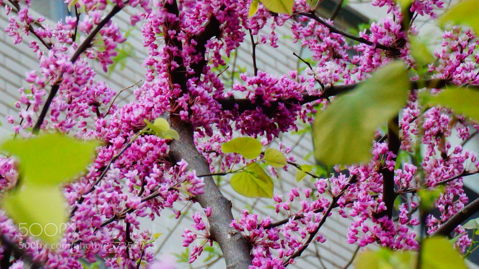 Sony a6000 sample photo. Flowers photography
