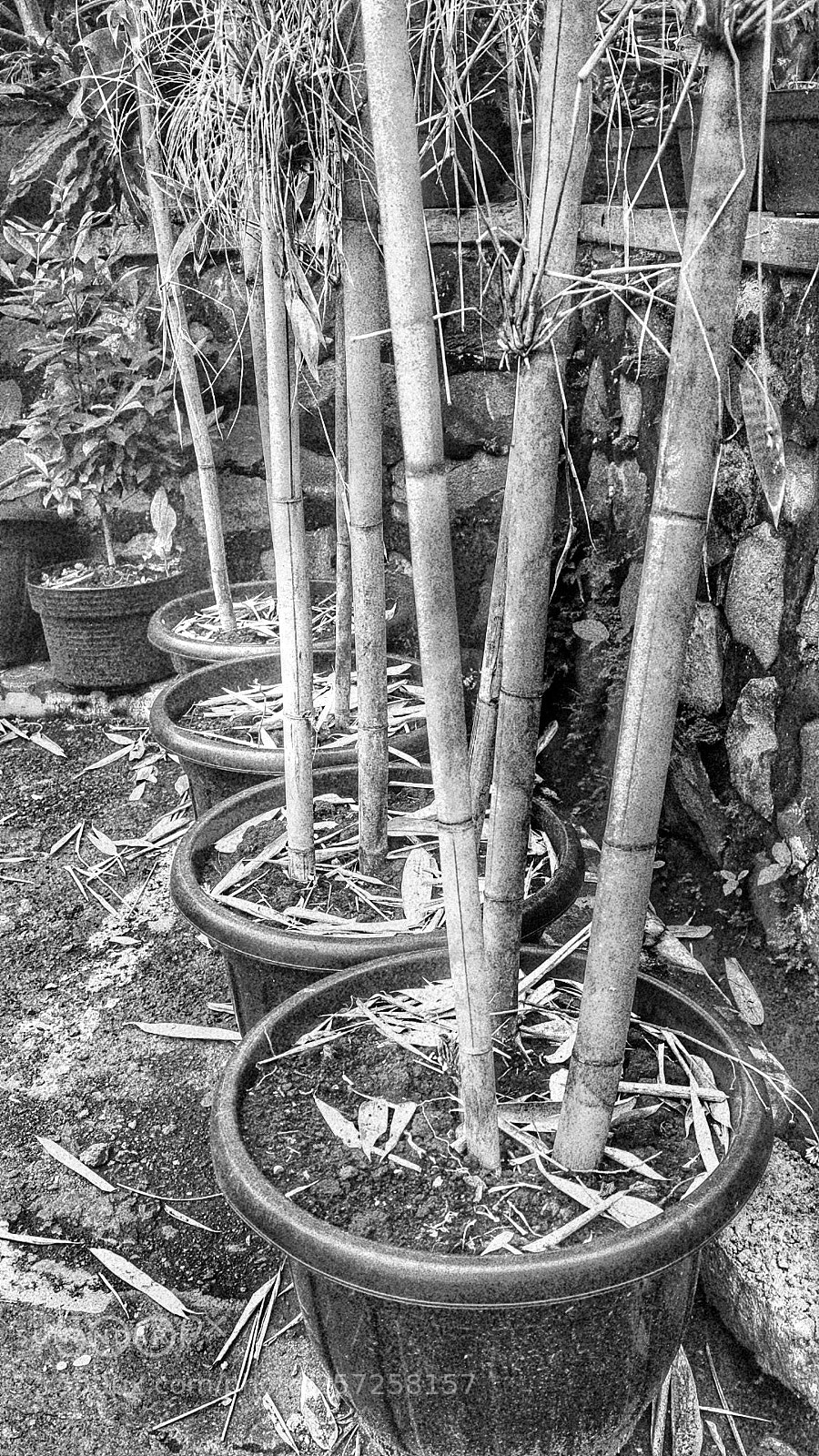 Canon EOS M10 sample photo. Bamboo photography