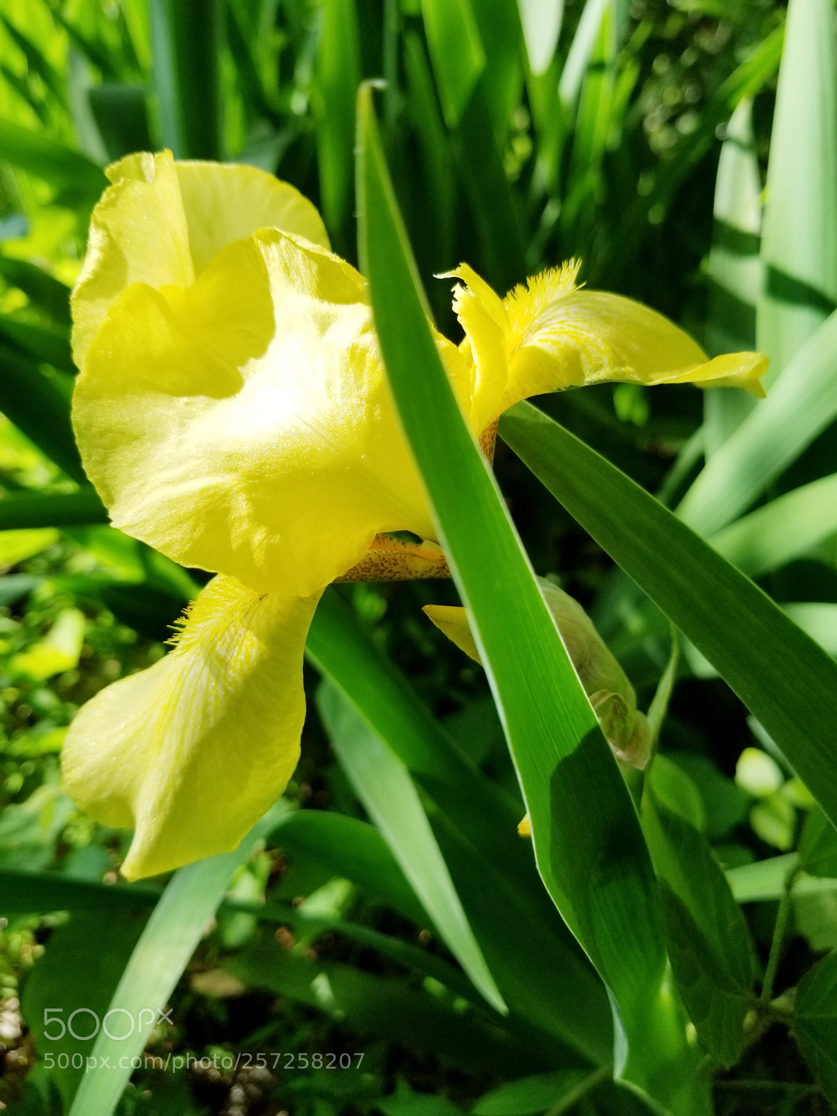 Samsung Galaxy S8+ sample photo. Iris photography