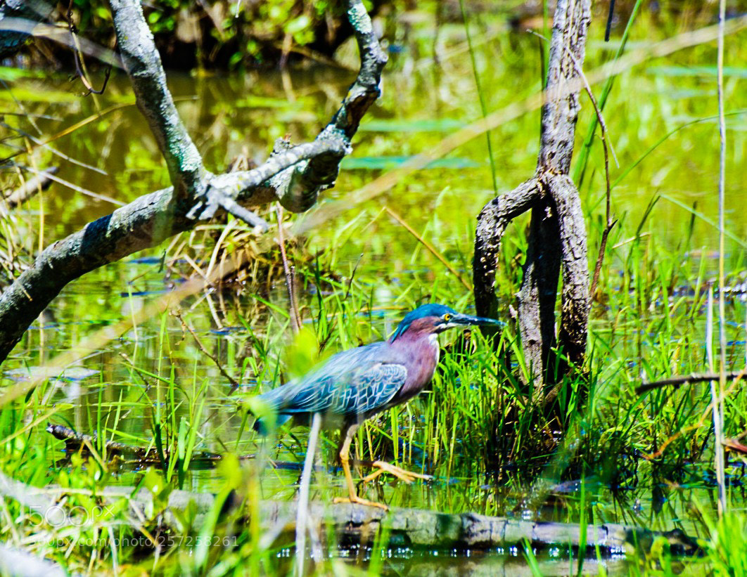 Sony a6000 sample photo. The green heron's stand photography