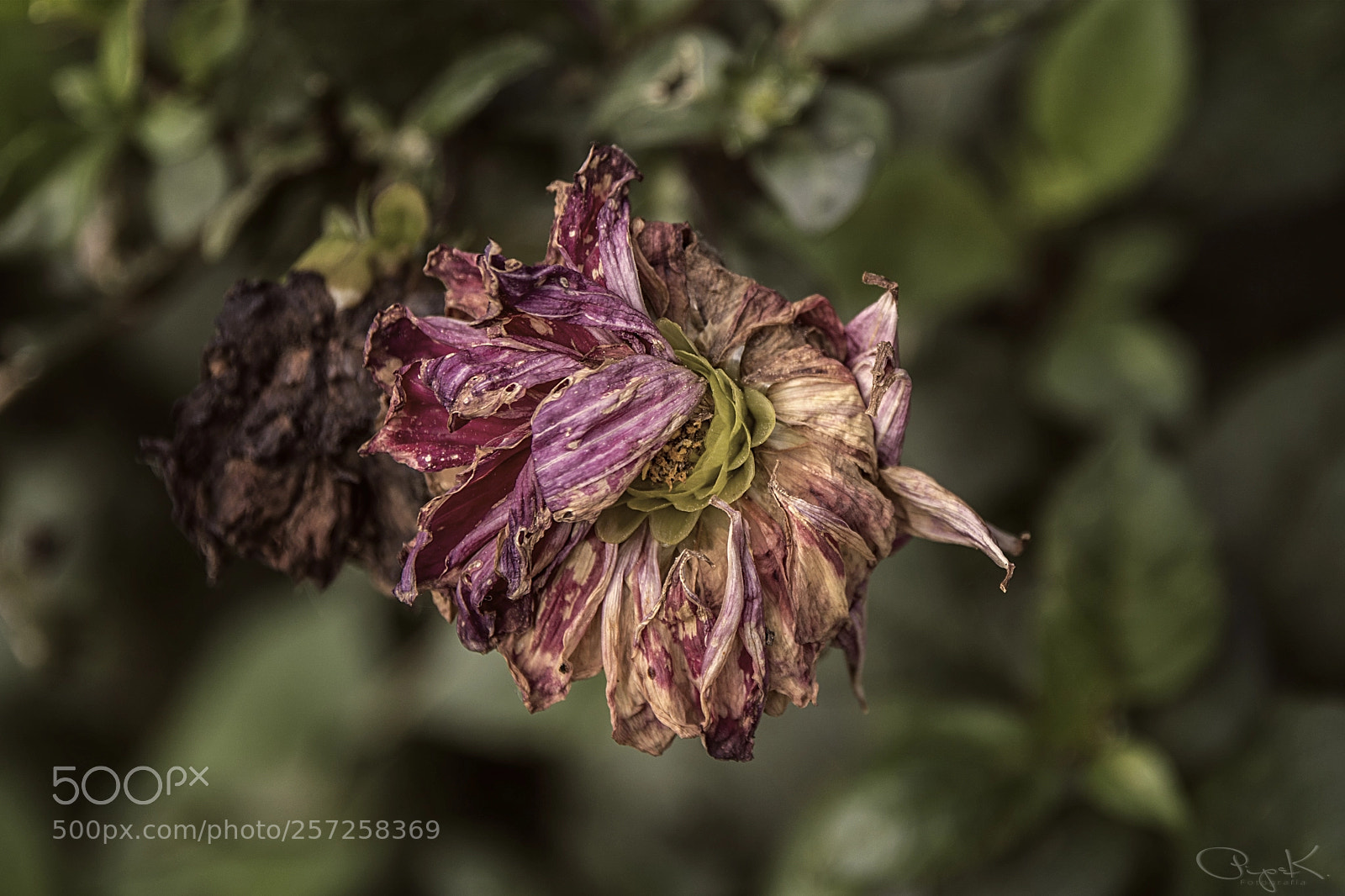 Nikon D7100 sample photo. Muriendo photography