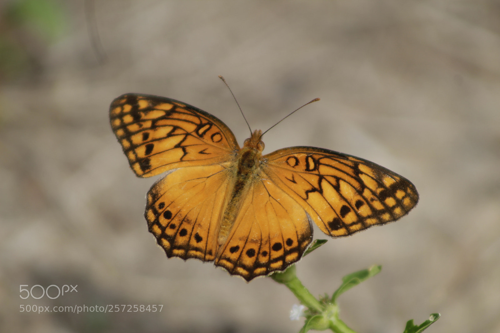 Canon EF 75-300mm f/4-5.6 sample photo. Untitled photography