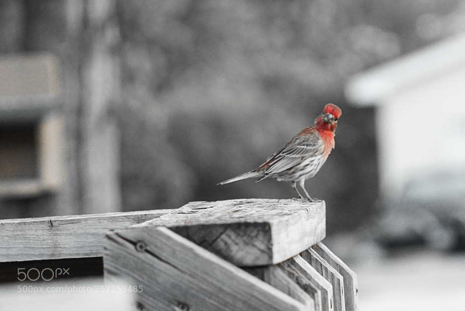 Sony a6000 sample photo. Red photography