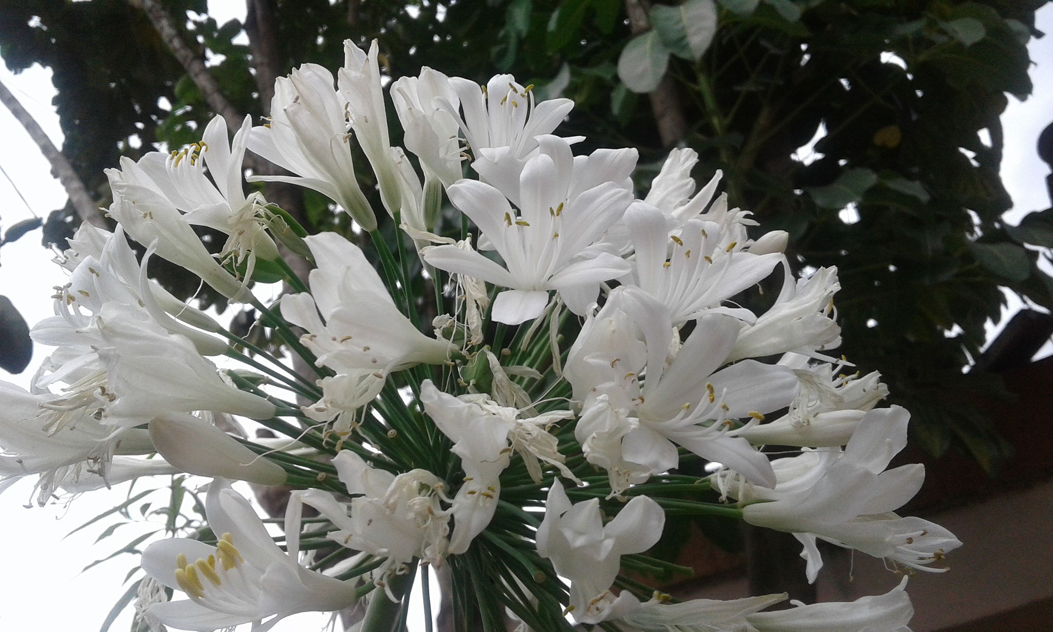 Samsung Galaxy J1 sample photo. Agapanthus africanus blanco photography