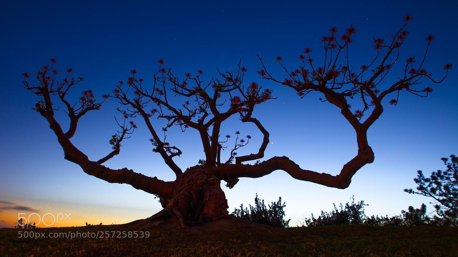 Canon EOS 5DS R sample photo. Gnarly tree photography