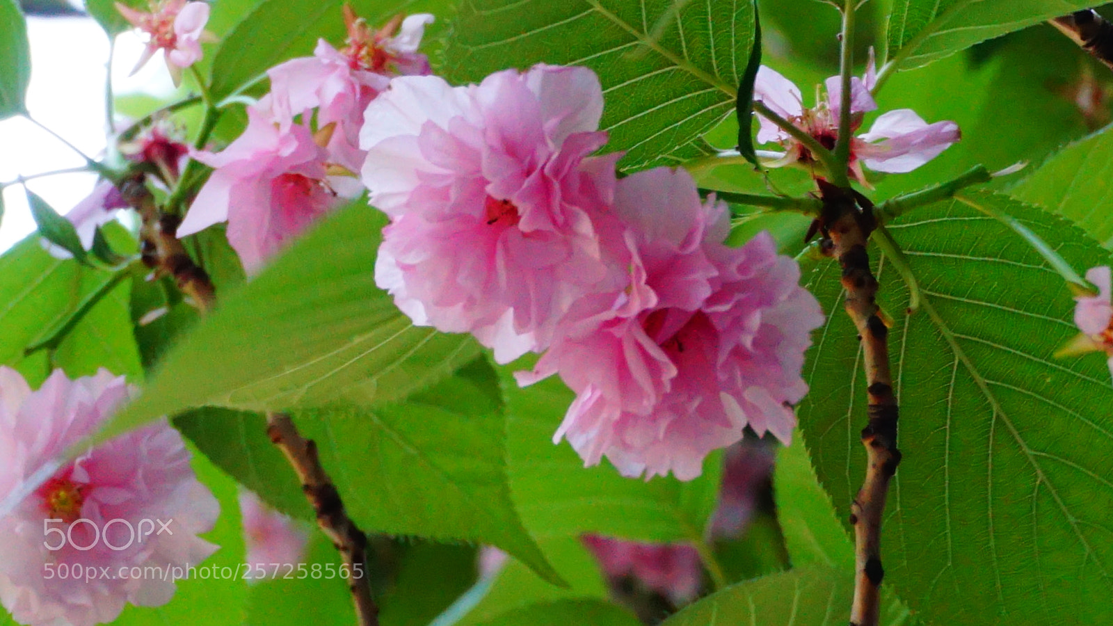Sony a6000 sample photo. Flowers photography