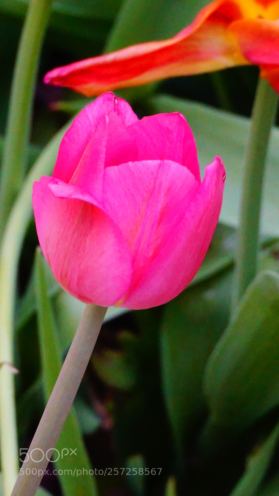 Sony a6000 sample photo. Flowers photography