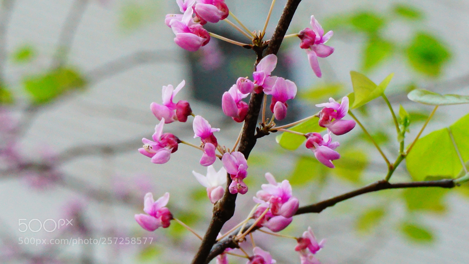 Sony a6000 sample photo. Flowers photography