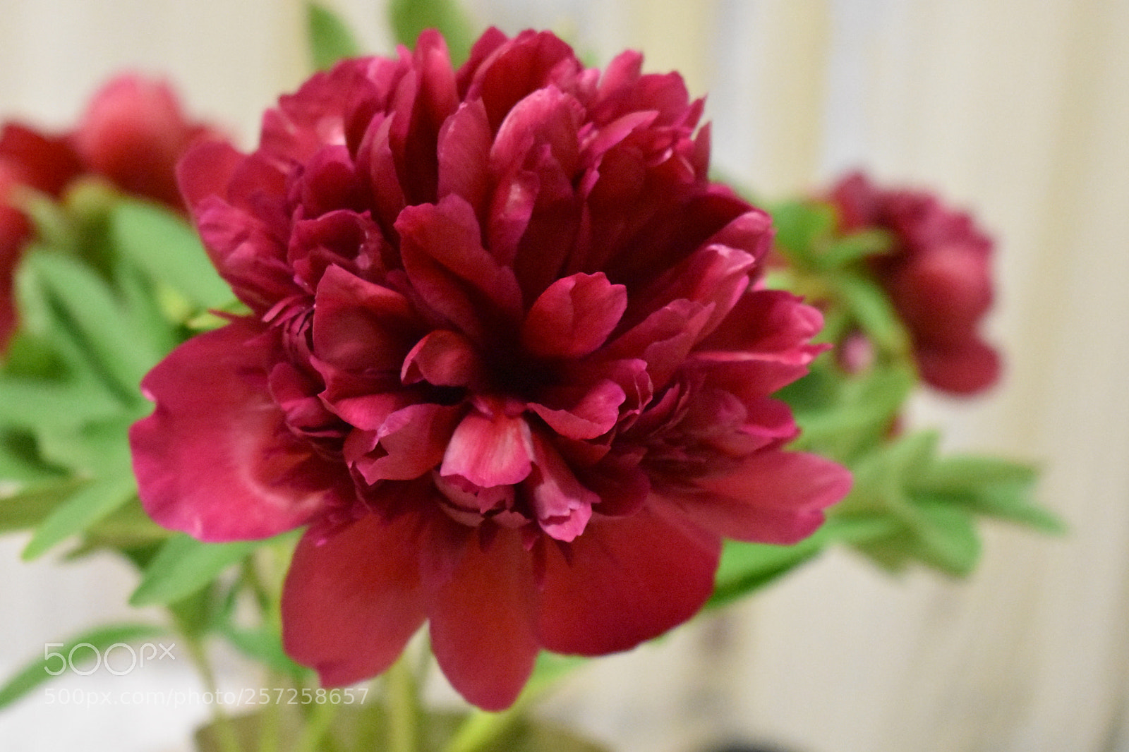 Nikon D3400 sample photo. Nikon d3400 photography