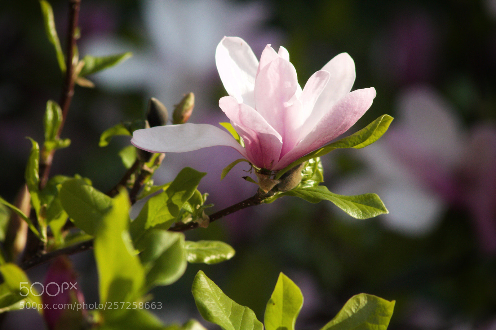 Canon EOS 7D sample photo. May flower photography