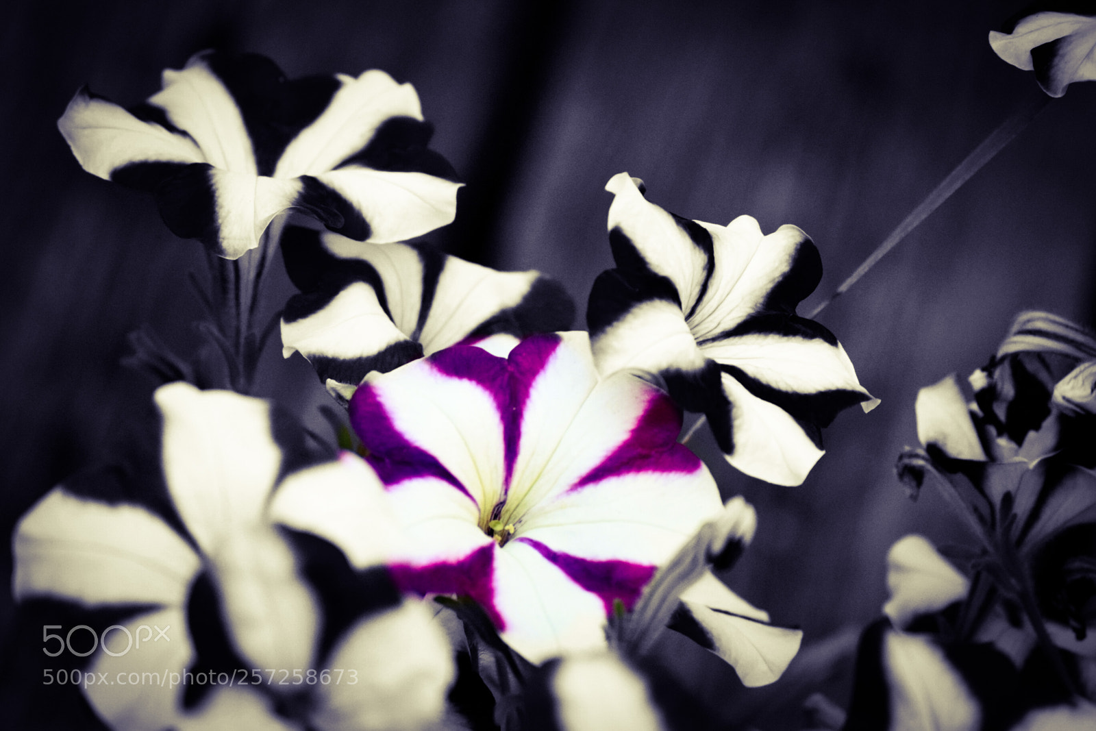 Nikon D3300 sample photo. Only one colour photography