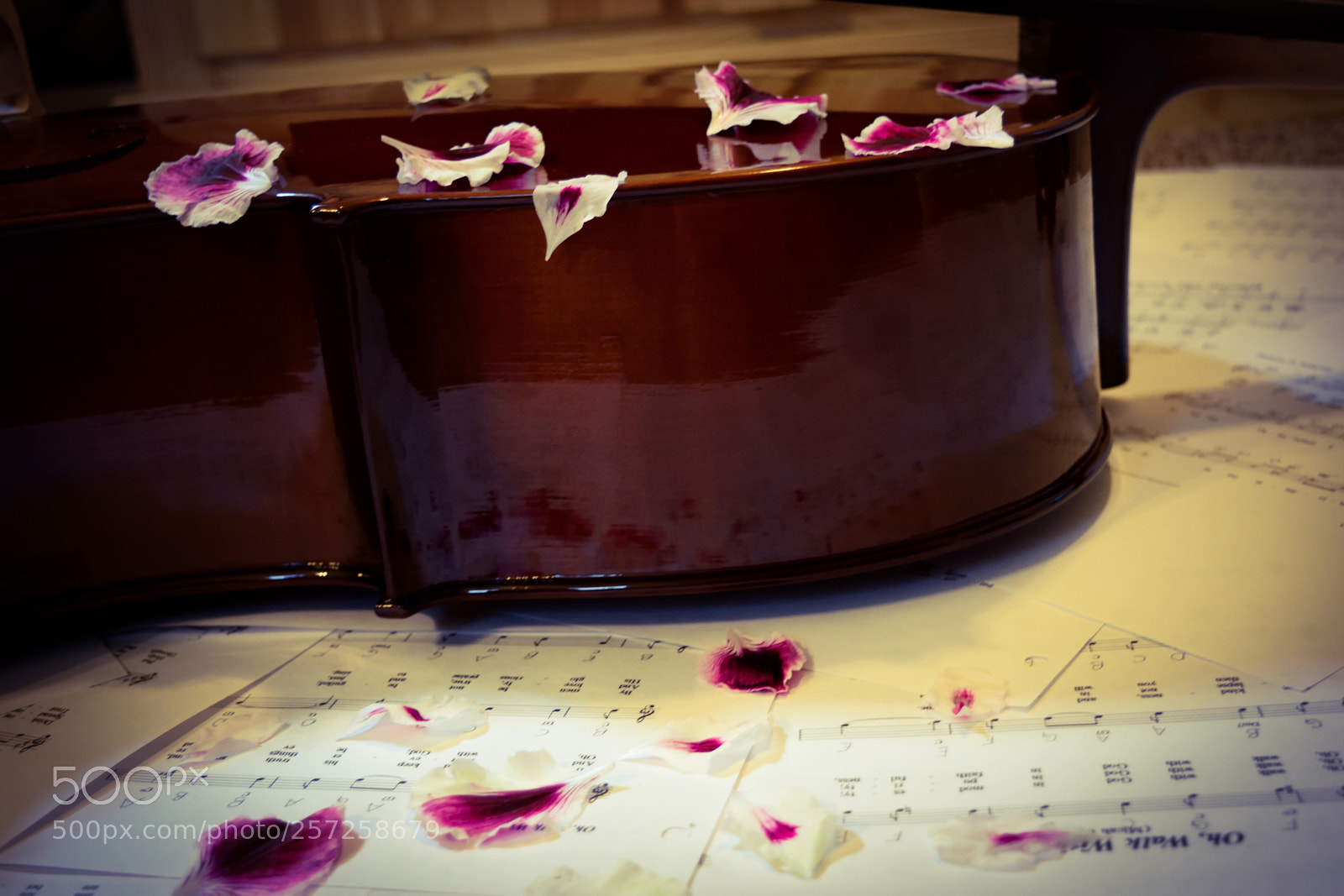 Nikon D3300 sample photo. Cello & petals photography