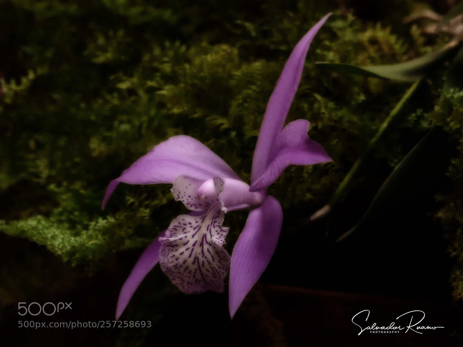 Nikon D5000 sample photo. Orchid midnight photography