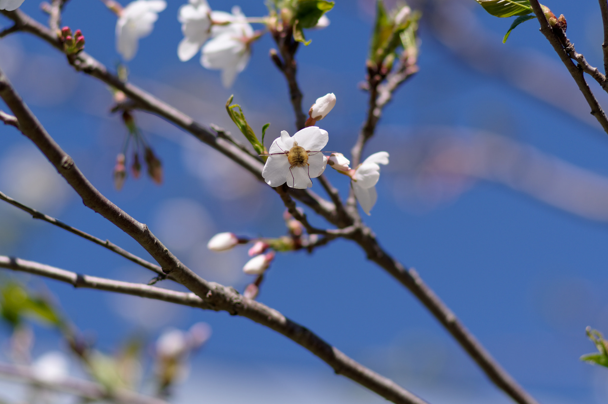 Pentax KP sample photo. Bee rump in a cherry blossom photography