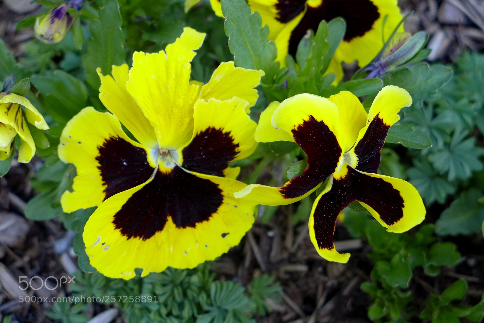 Panasonic Lumix DMC-LX7 sample photo. P photography