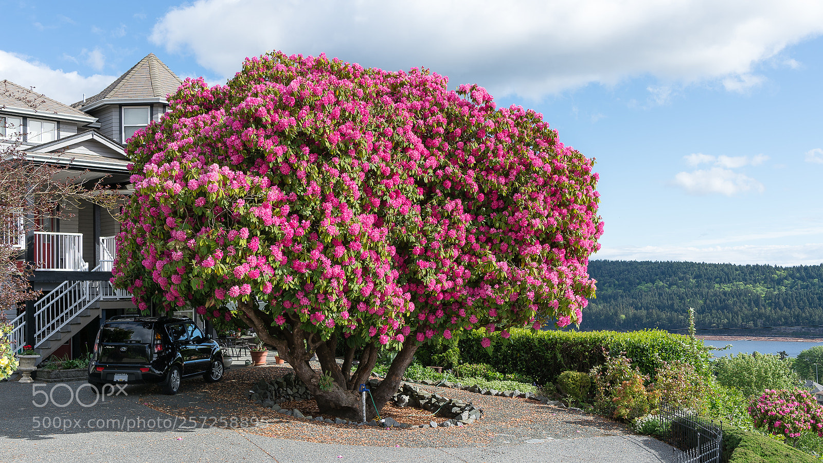 Nikon Df sample photo. The ladysmith rhododendron photography
