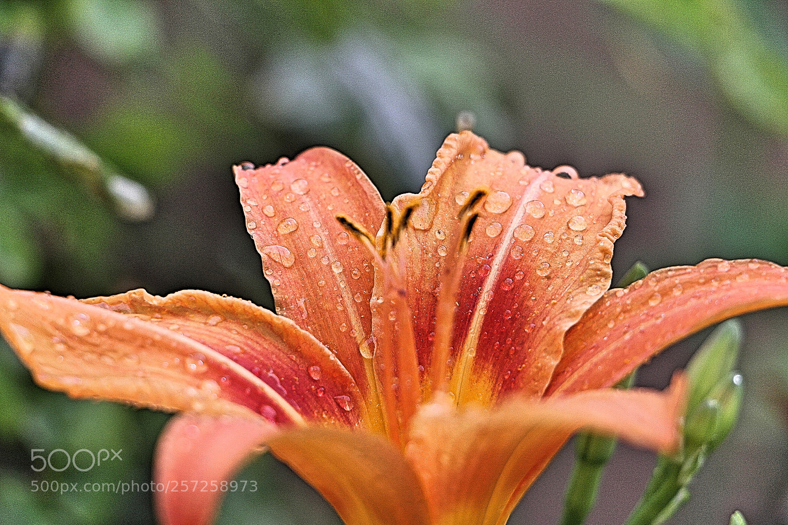 Canon EOS 7D sample photo. Drops 7 photography