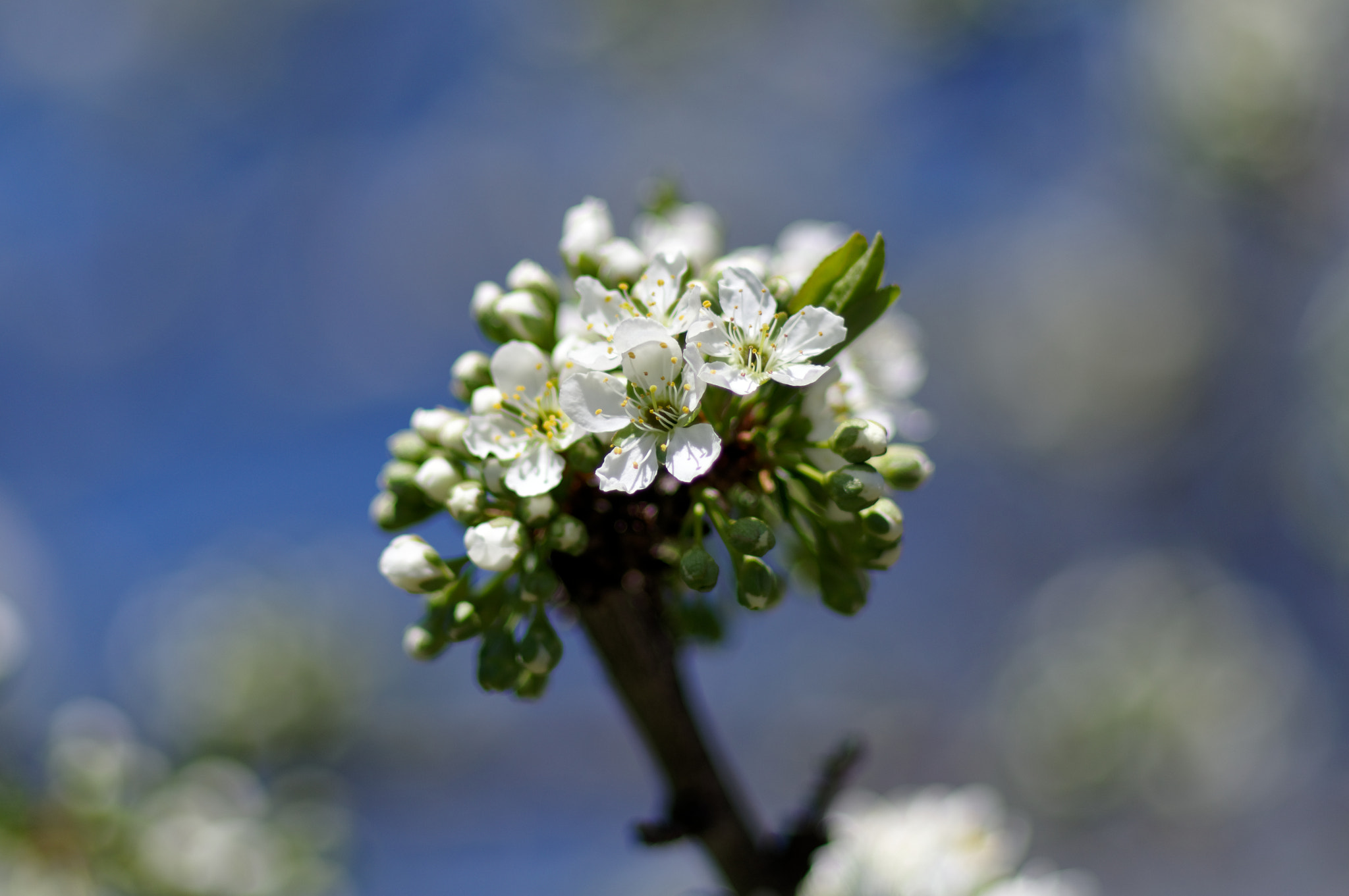 Pentax KP sample photo. Spring plum blossom photography