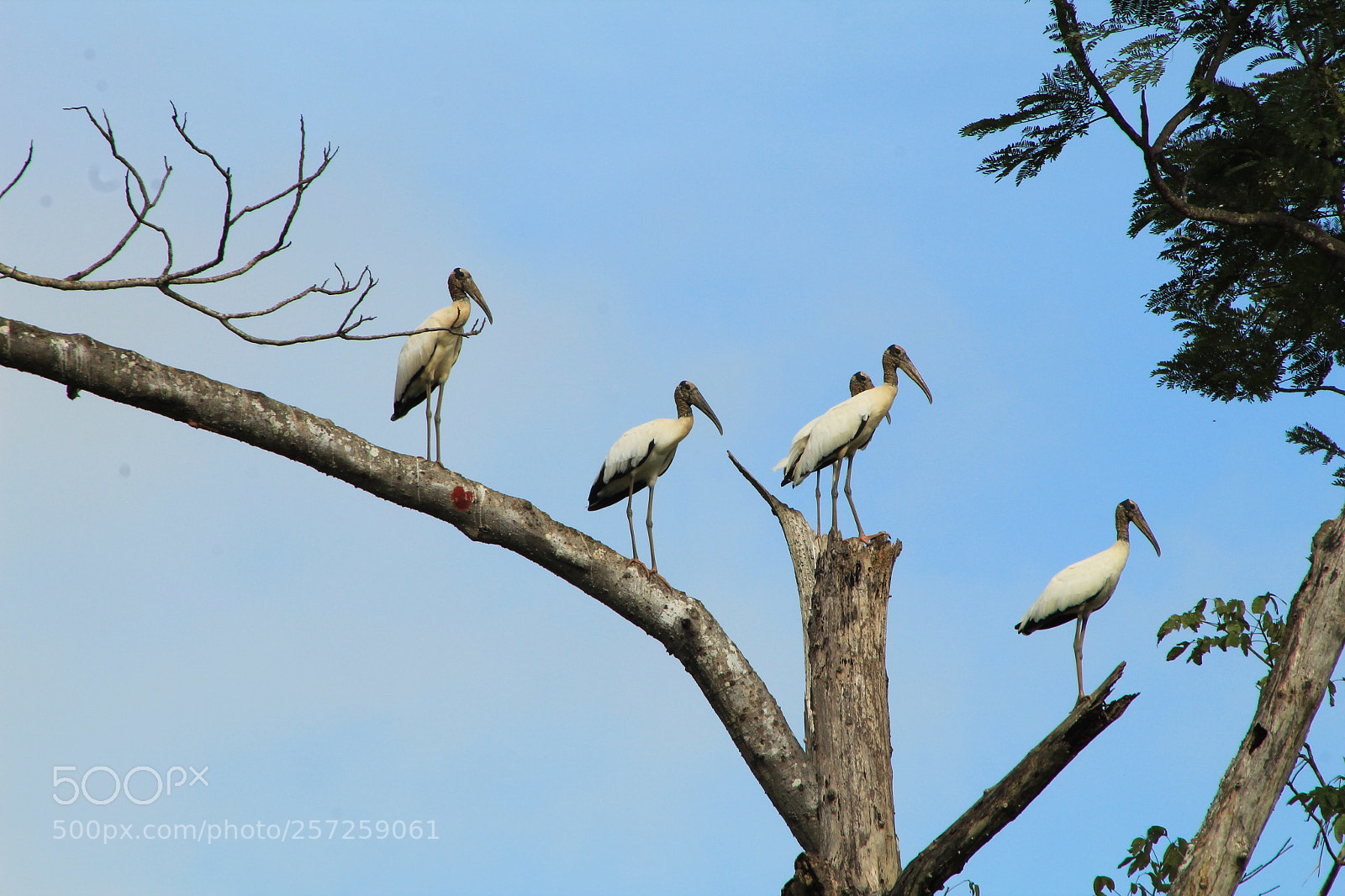Canon EF 75-300mm f/4-5.6 sample photo. Untitled photography