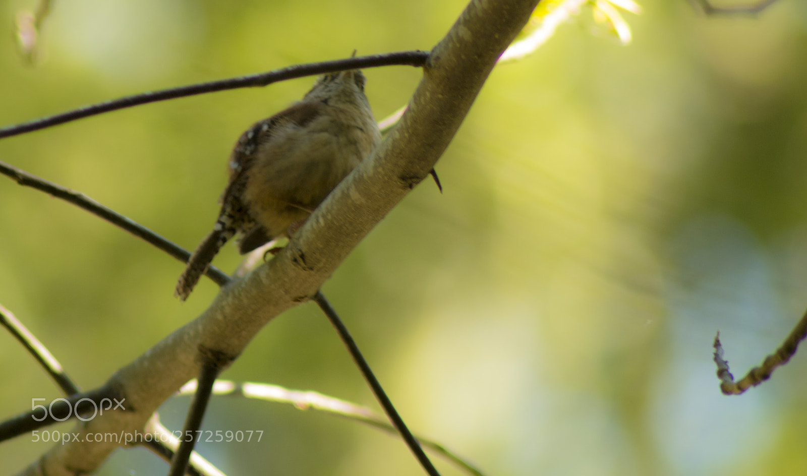 Canon EOS 70D sample photo. The singing happy bird photography