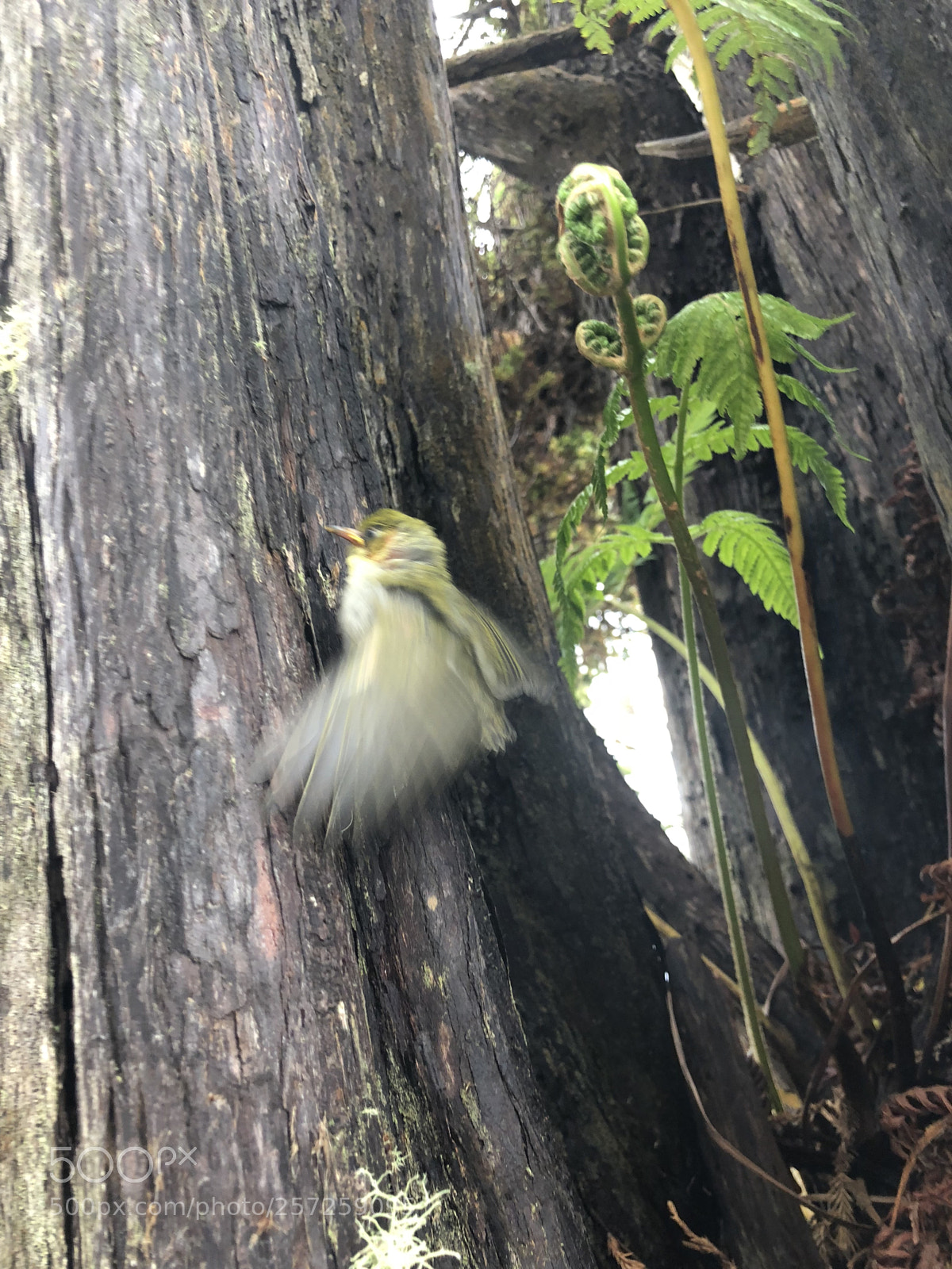 Apple iPhone X sample photo. Hawaii volcano national park photography