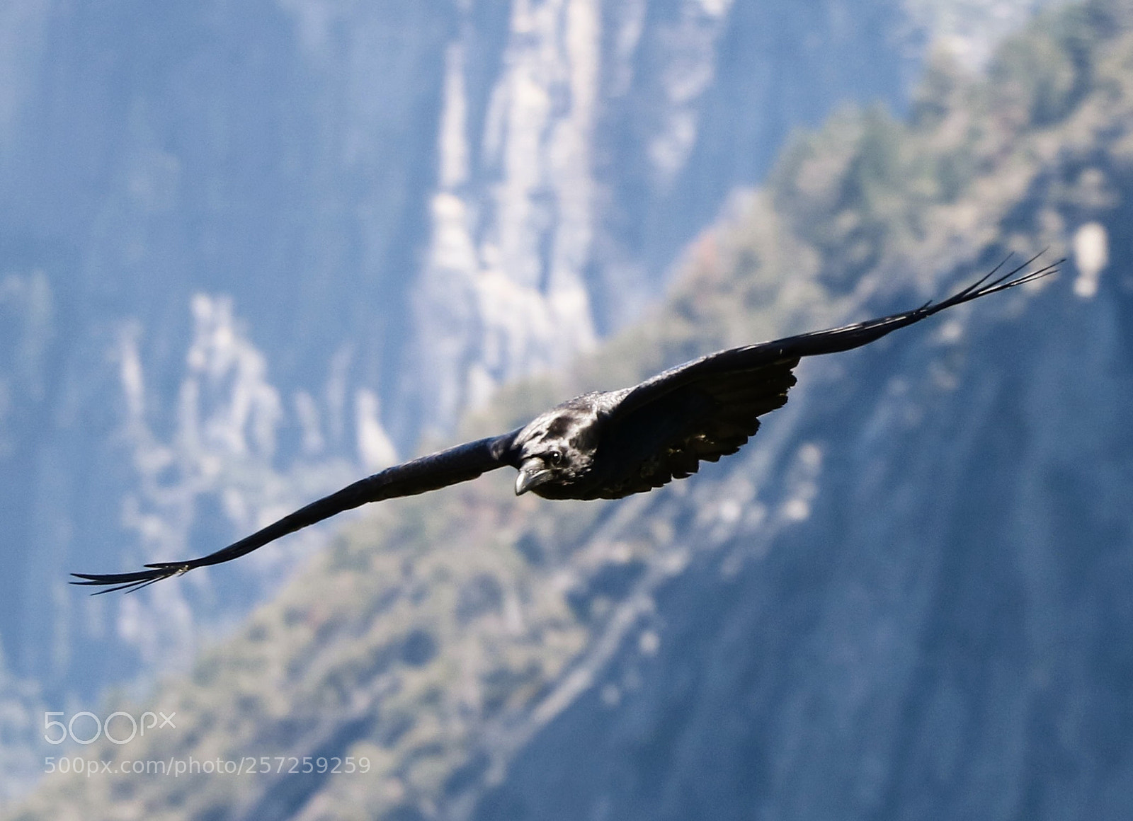 Canon EOS 750D (EOS Rebel T6i / EOS Kiss X8i) sample photo. Soaring over the yosemite photography