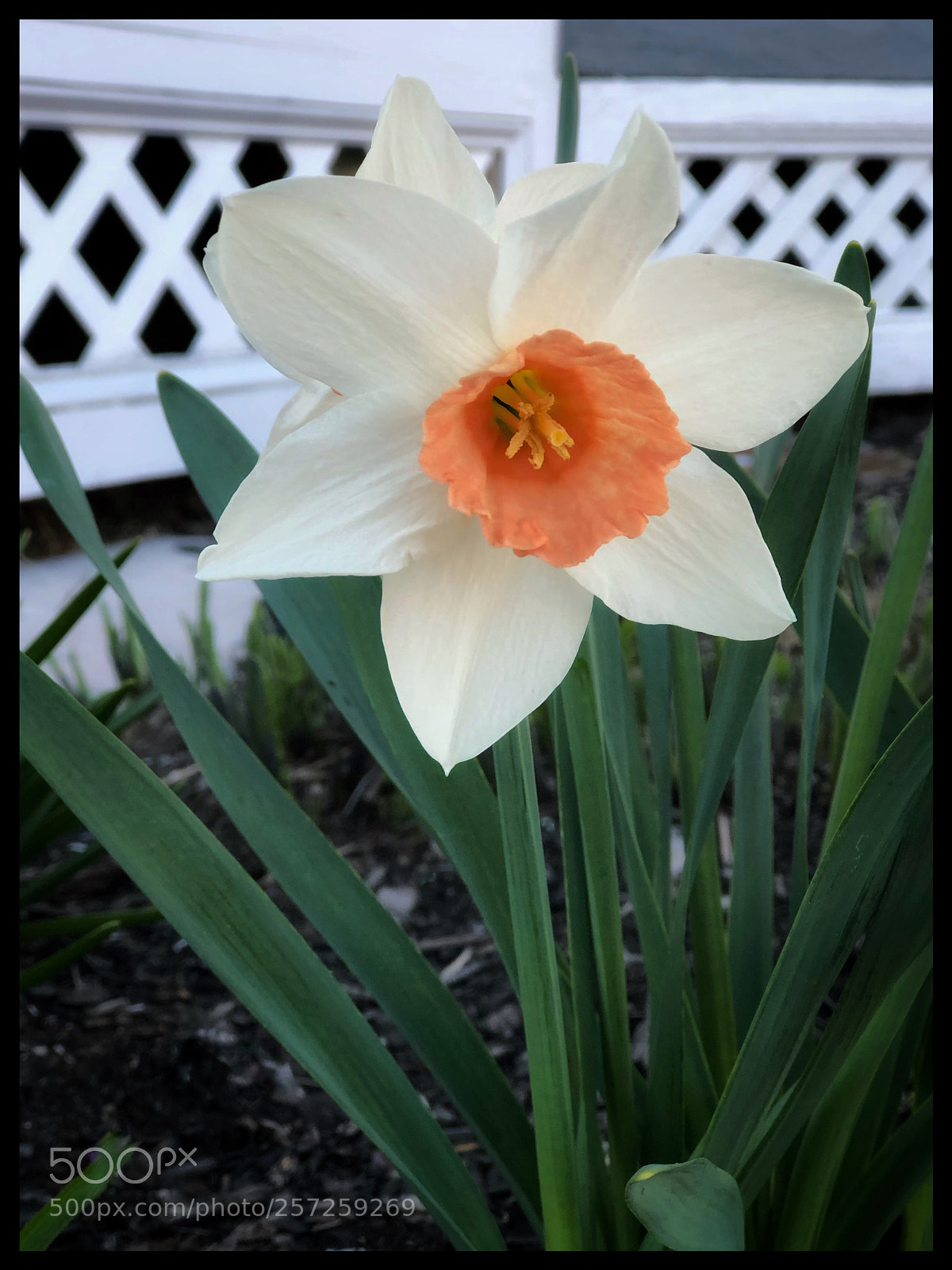 Apple iPhone 8 Plus sample photo. Pleasures of spring photography