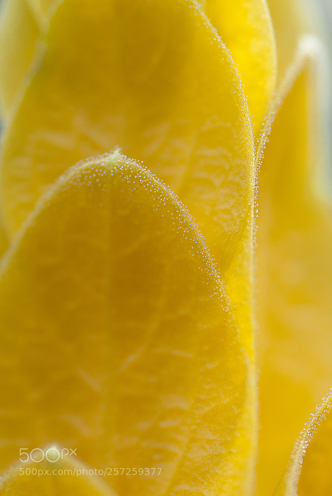 Nikon D90 sample photo. The yellow details photography