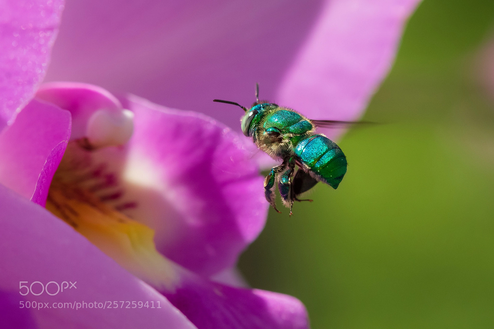 Canon EOS 7D Mark II sample photo. Green orchid bee photography