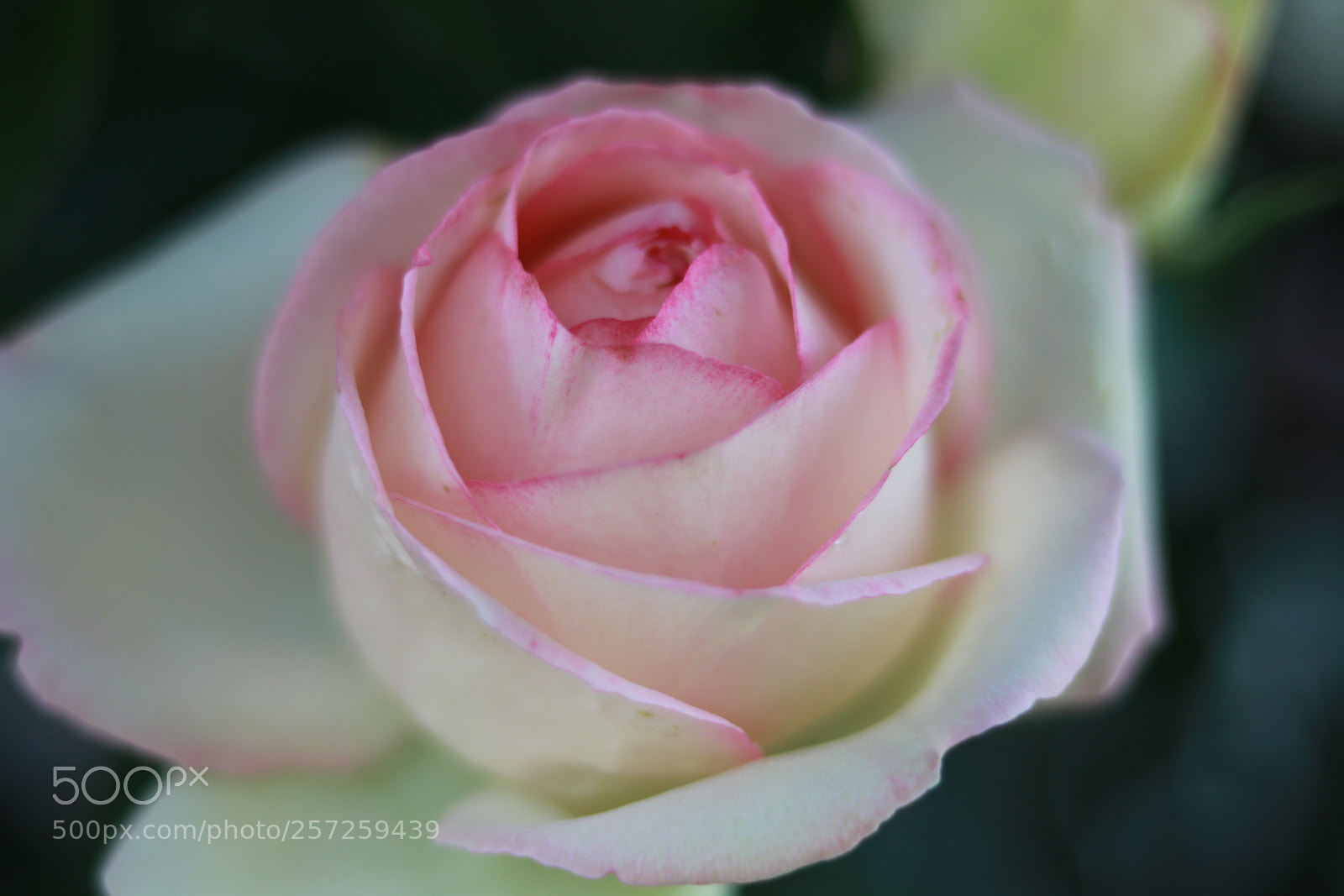 Canon EOS 80D + Canon EF 50mm F1.8 STM sample photo. Untitled photography