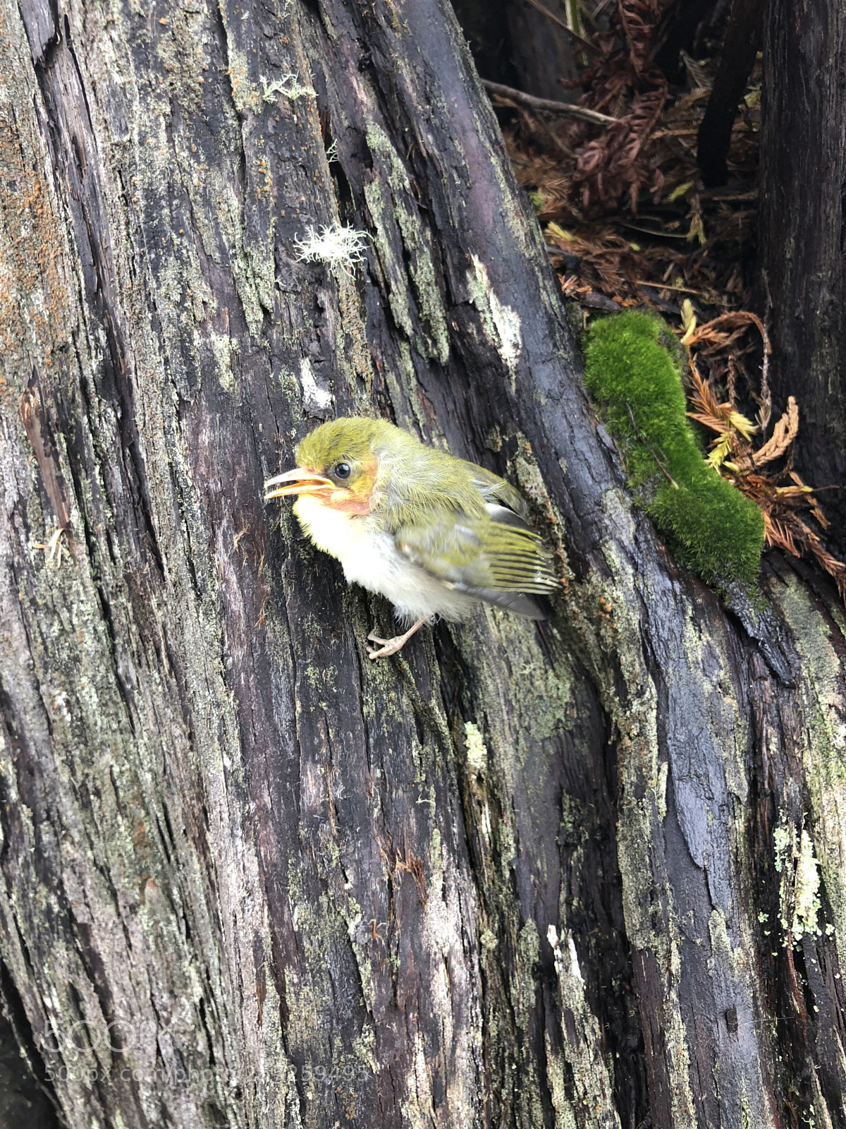 Apple iPhone X sample photo. Hawaii volcano national park  photography