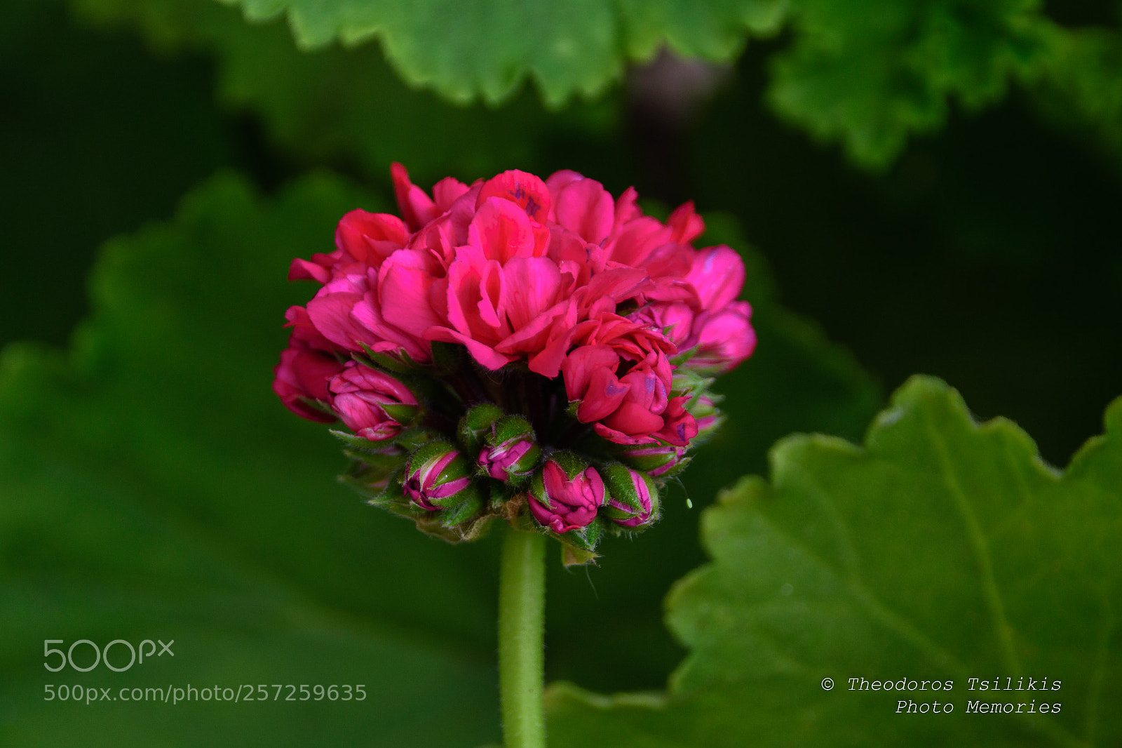 Nikon D7200 sample photo. Geranium photography