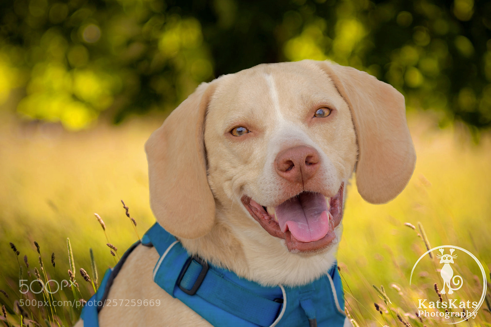 Nikon D7200 sample photo. Smily dog photography