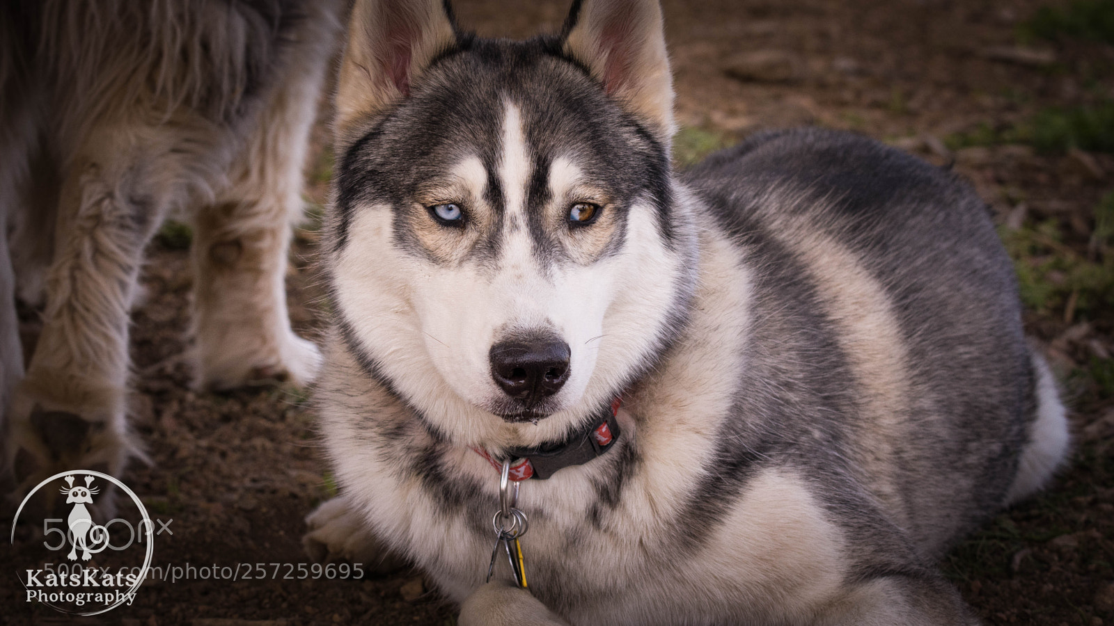 Nikon D7200 sample photo. Play day in husky photography