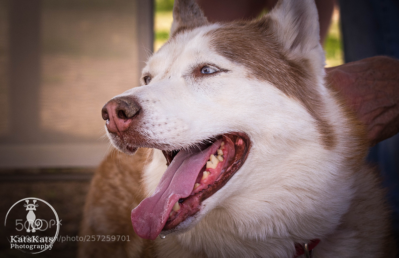 Nikon D7200 sample photo. Play day in husky photography
