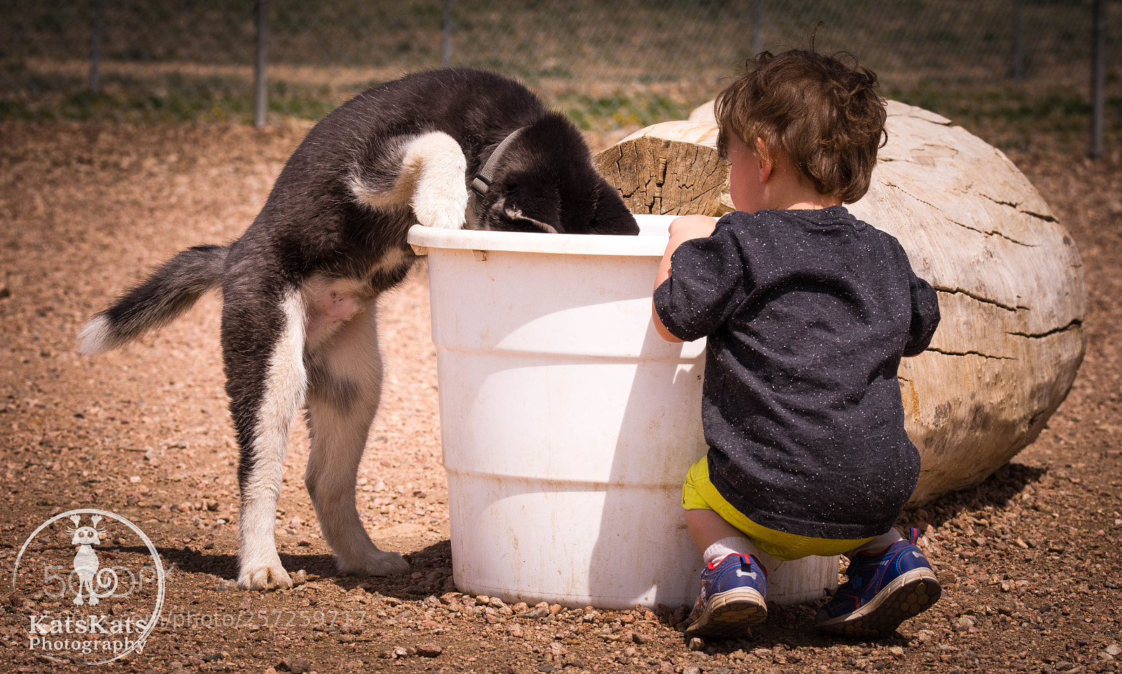 Nikon D7200 sample photo. Play day in husky photography