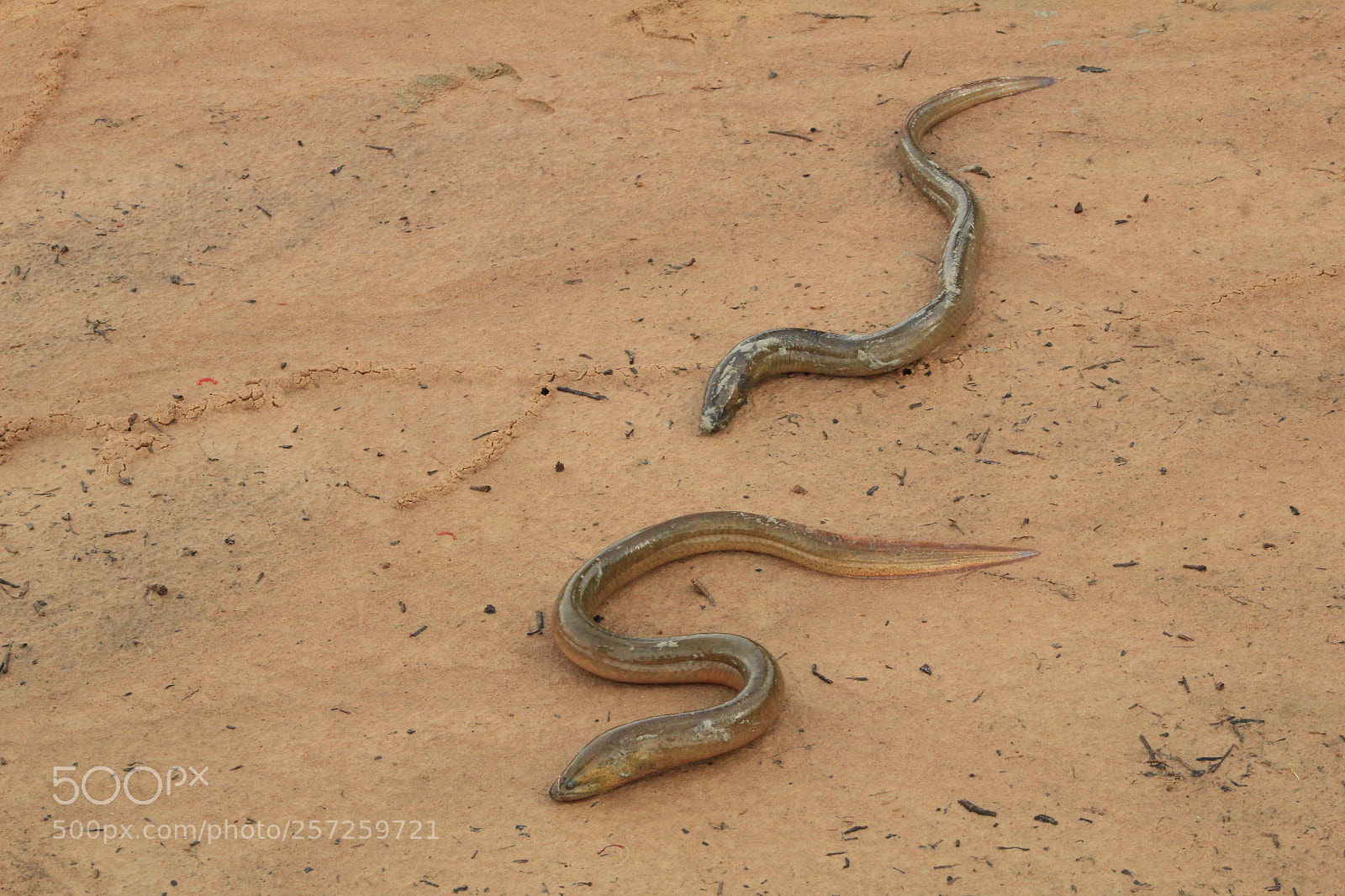 Canon EF 75-300mm f/4-5.6 sample photo. Untitled photography