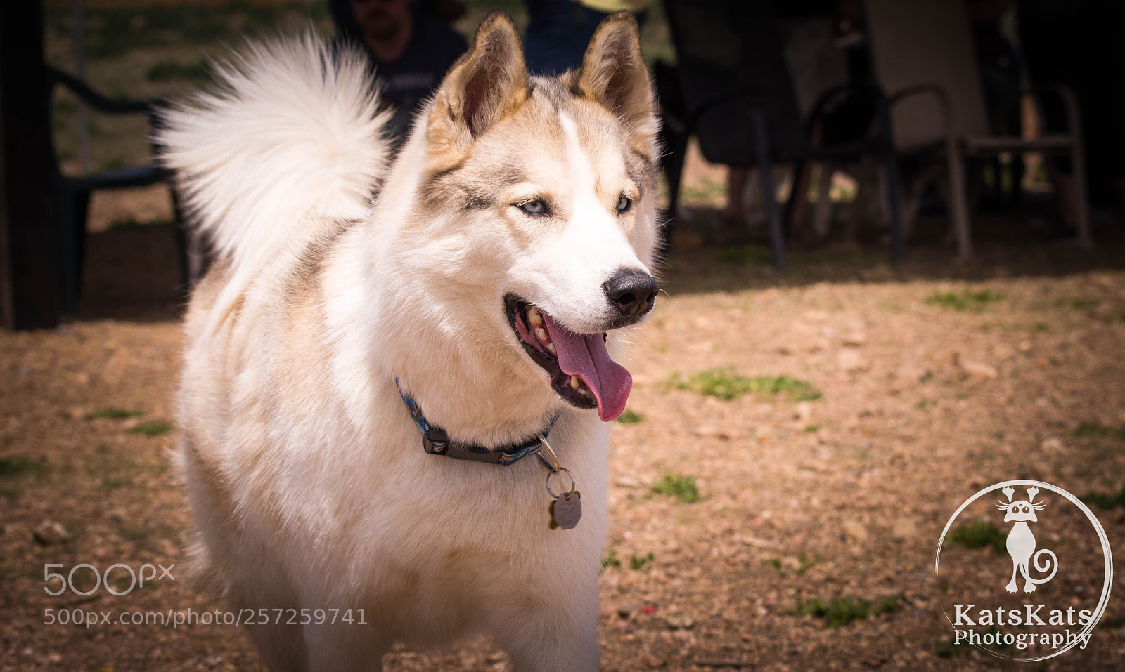Nikon D7200 sample photo. Play day in husky photography