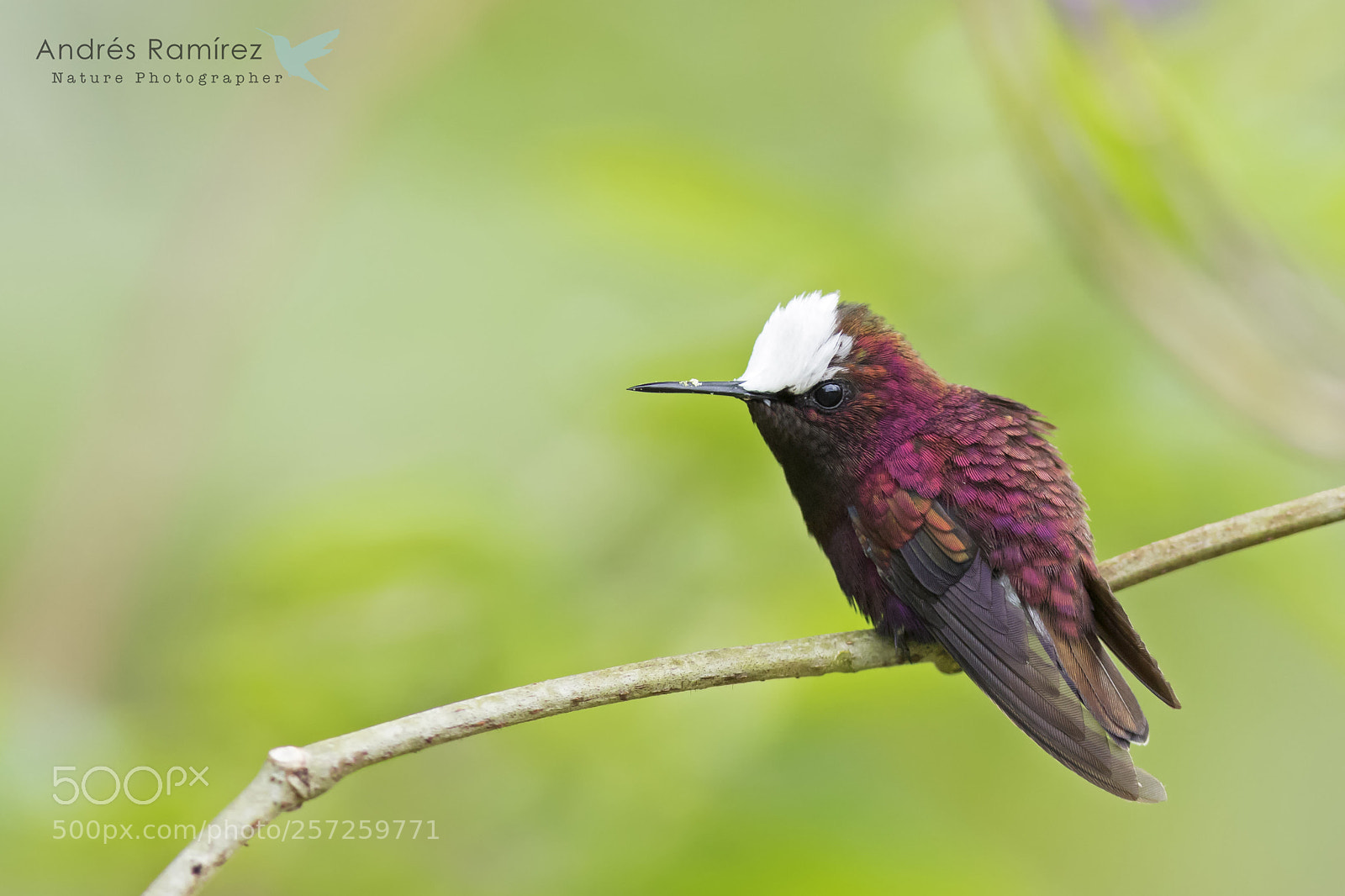 Canon EOS 7D Mark II sample photo. Snowcap (microchera albocoronata) photography