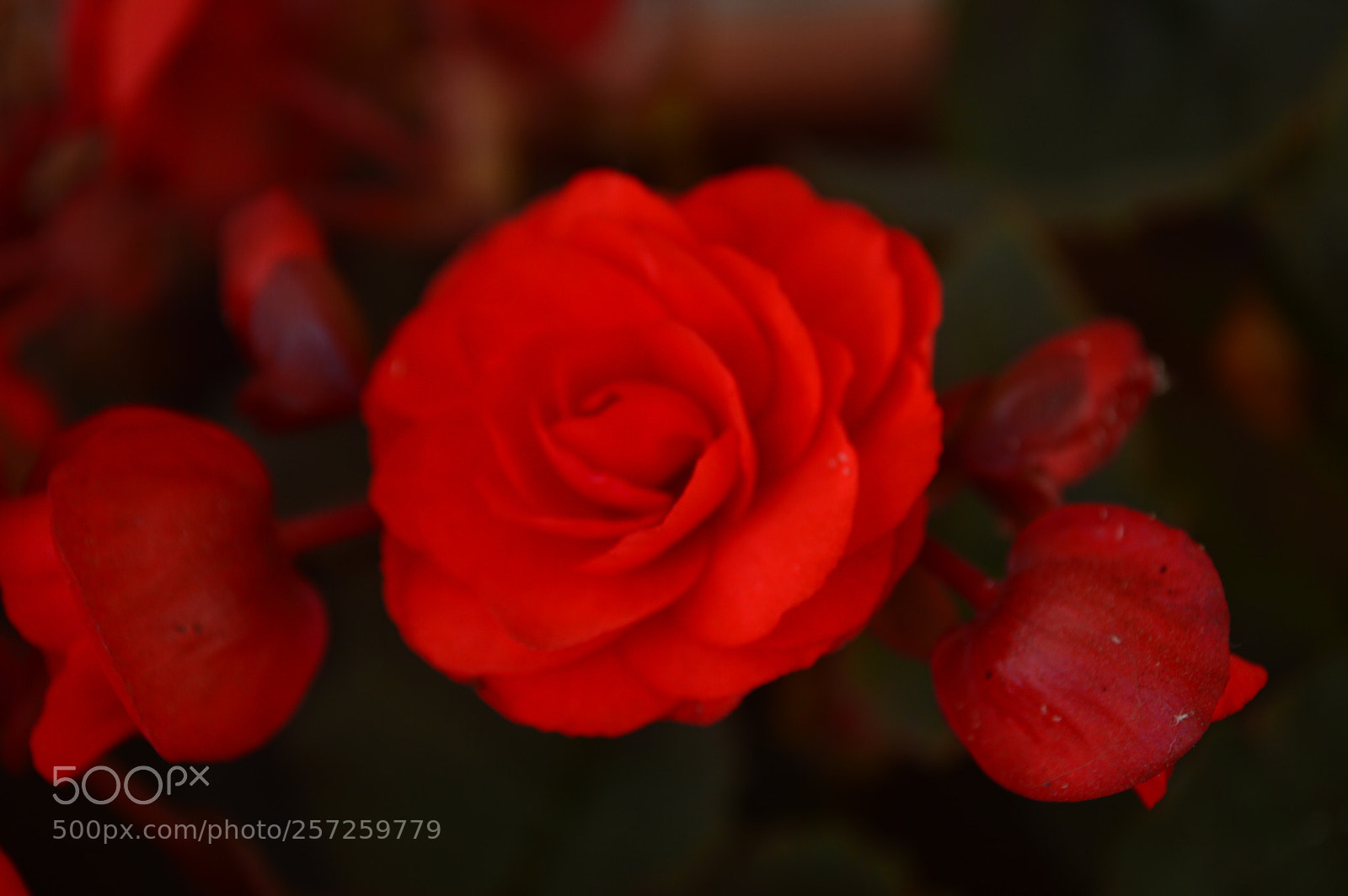 Nikon D3200 sample photo. Flor de noche photography