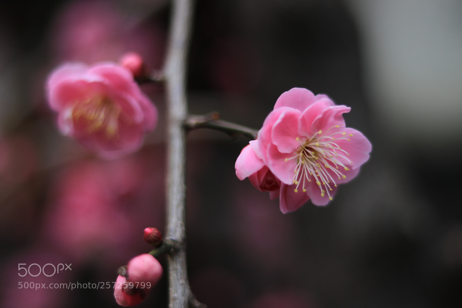 Canon EOS 80D + Canon EF 50mm F1.8 STM sample photo. Untitled photography