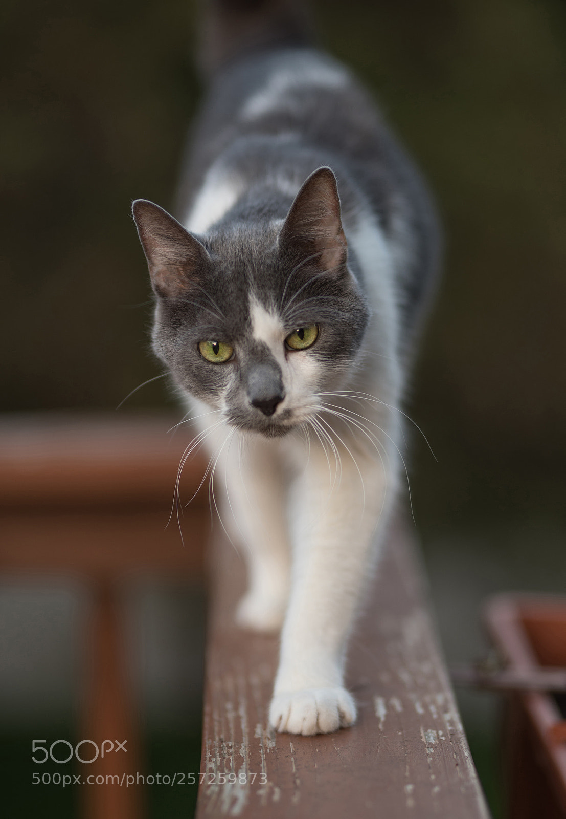 Nikon D750 sample photo. Cat photography