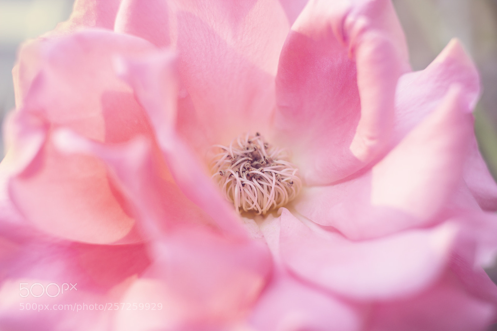 Canon EOS 600D (Rebel EOS T3i / EOS Kiss X5) sample photo. Soft pink beauty photography