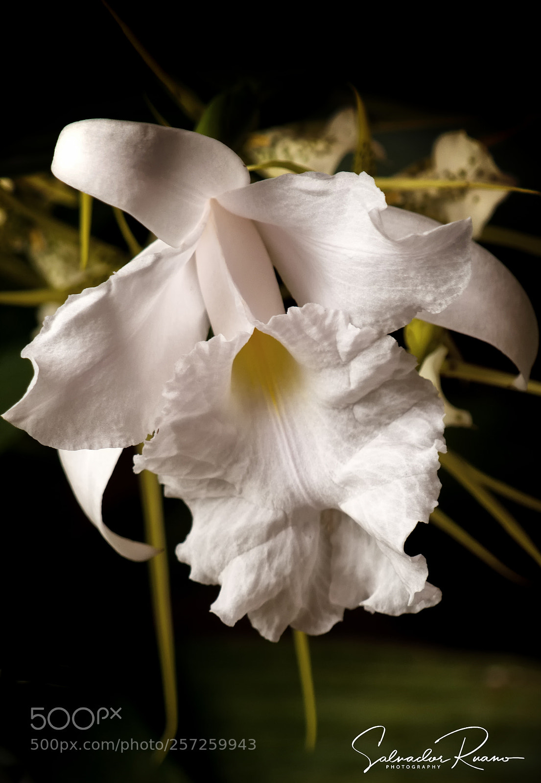 Nikon D5000 sample photo. Delicate photography