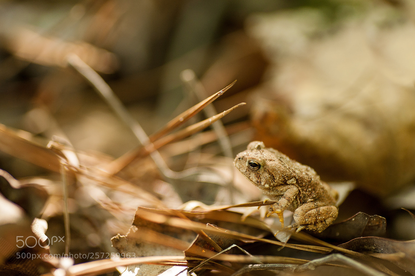 Canon EOS 5D sample photo. Froglet photography