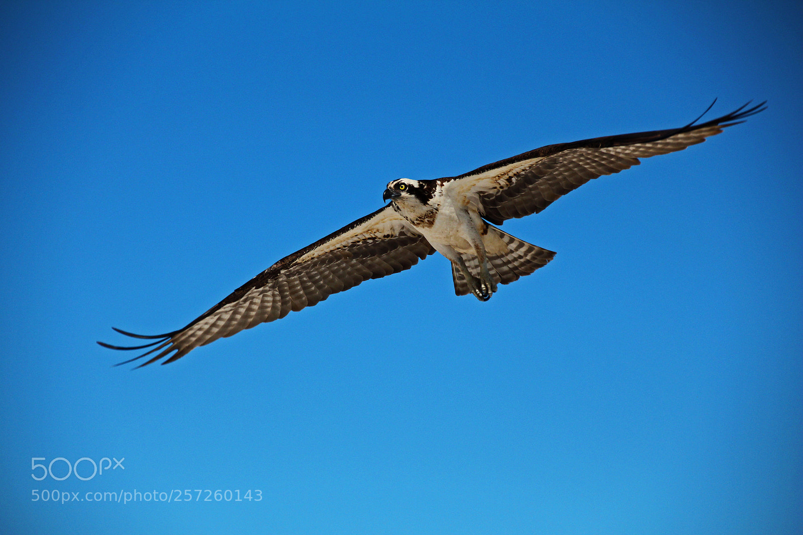 Canon EOS 700D (EOS Rebel T5i / EOS Kiss X7i) sample photo. Opsrey in flight photography