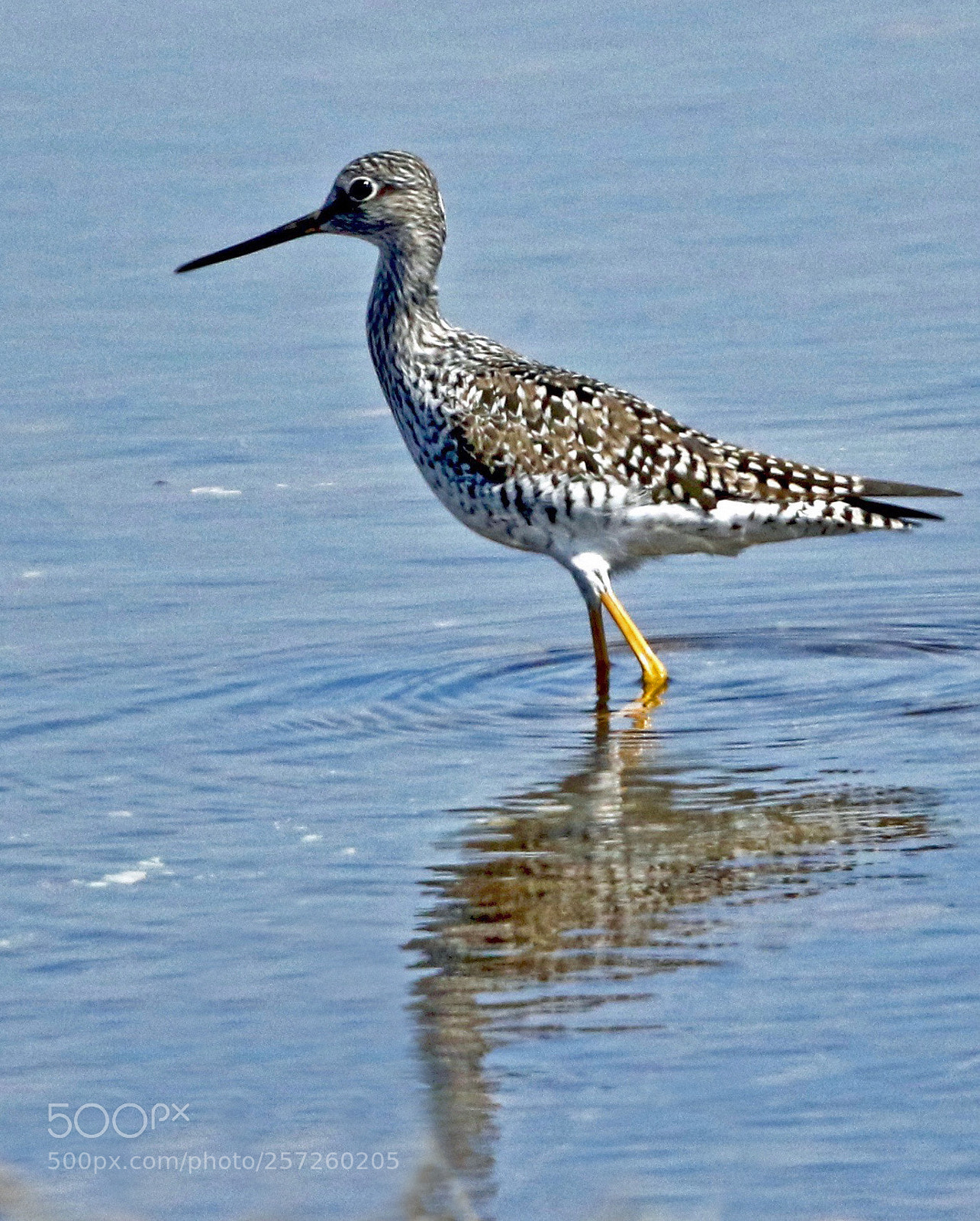 Canon EOS 7D Mark II sample photo. Lesser yellowlegs photography