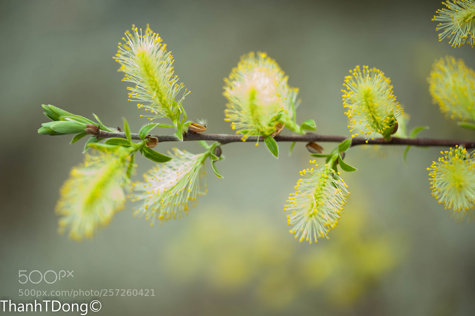 Nikon D700 sample photo. Sallow blooms in spring photography