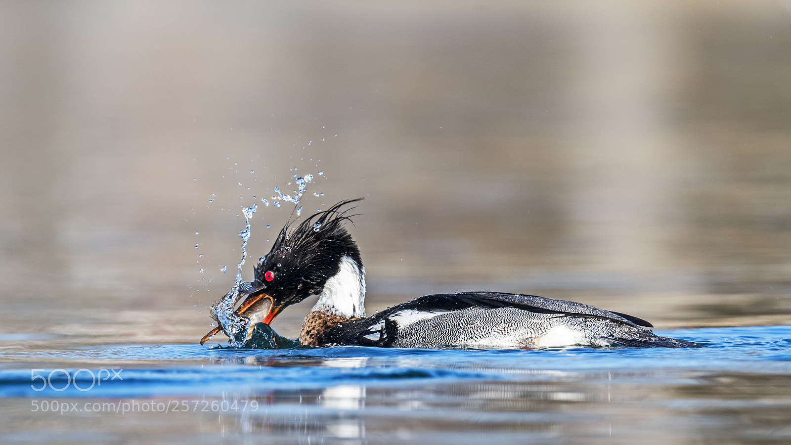 Nikon D850 sample photo. Red-breasted merganser photography